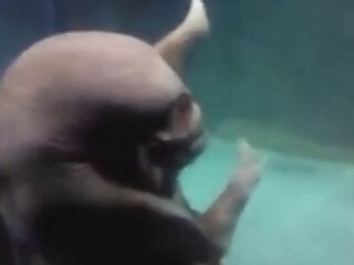 Zoophilia porn and animal sex