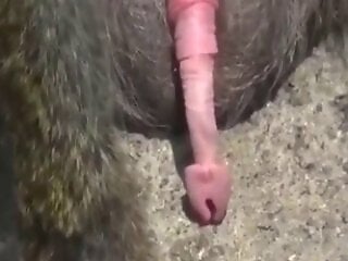 Zoophilia porn and animal sex