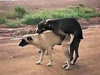 Animal porn and bestiality