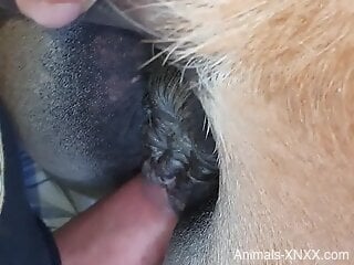 Man ass fucks furry animal in closeup amateur XXX