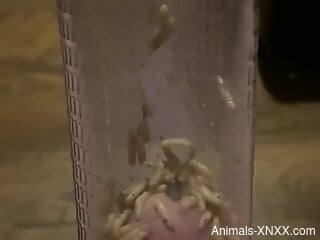 Worms crawling on the man's penis cause the guy a huge orgasm