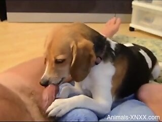 Beagle licks master's erect cock in homemade XXX