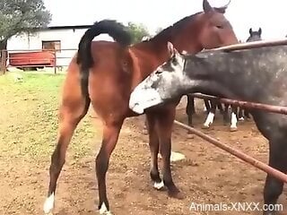 Alluring scenes of horse porn drive zoophilia lover crazy