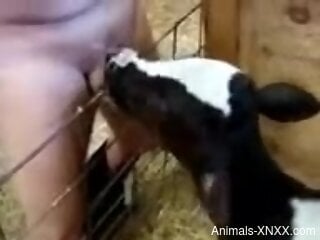 Man jerks off and loves the baby veal licking his sperm