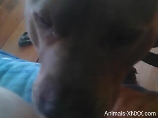 Dog licks woman's wet pussy in solo masturbation cam play