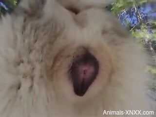 Man hard fucked furry animal in outdoor webcam show