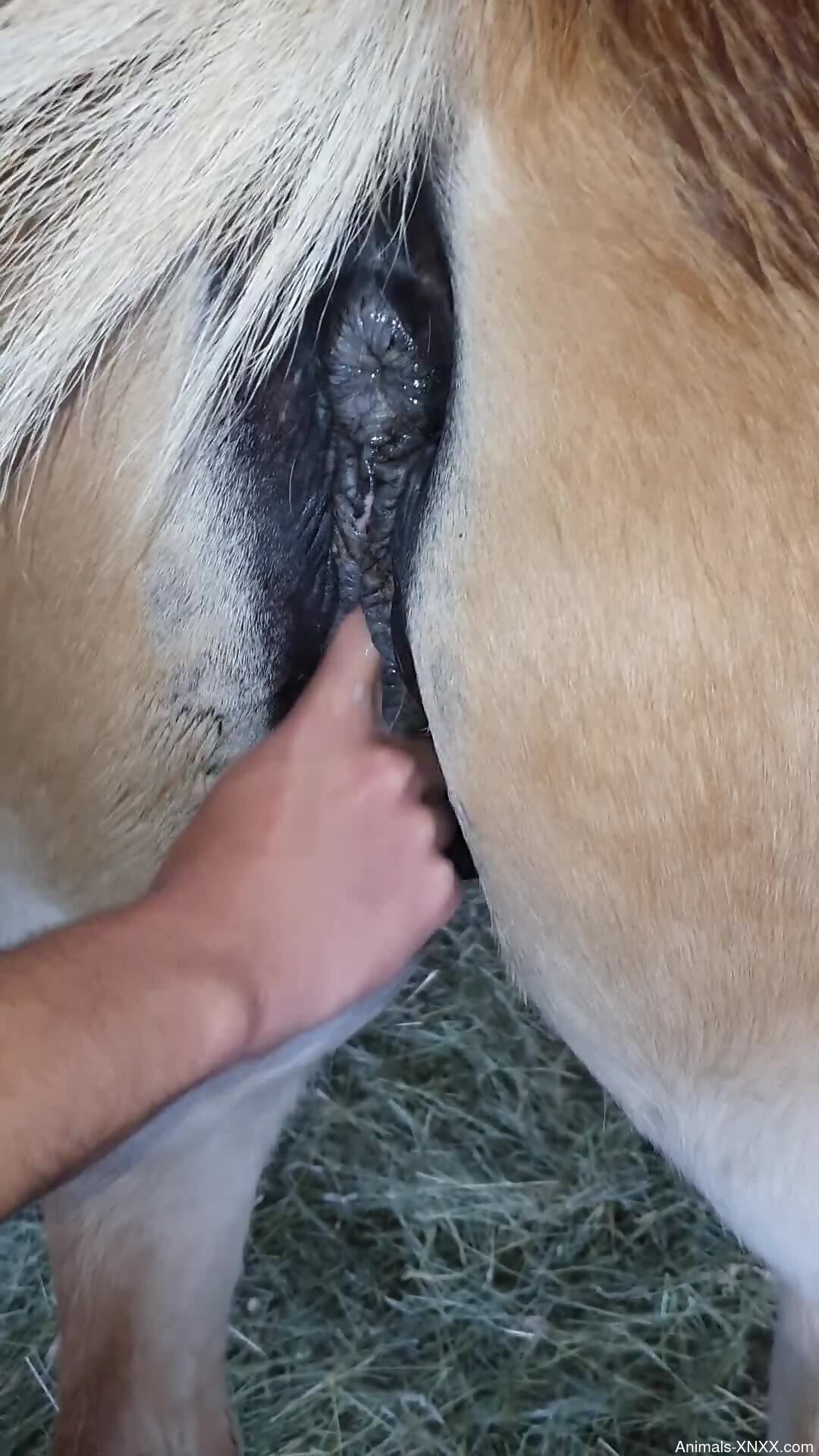 Man finger fucks horse in kinky webcam zoophilia play