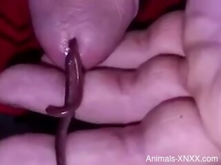 Man masturbates while putting worms into his penis