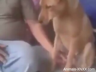 Dog pleases owner by licking his dick and balls