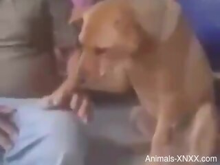 Dog pleases owner by licking his dick and balls