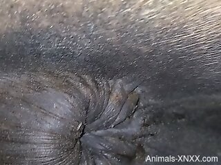 Man finger fucks animal's butt hole and feels horny