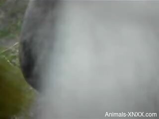 Man deep fucks and licks animal's vagina in webcam scenes