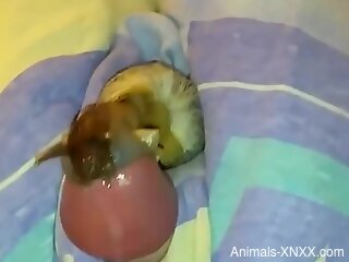 Sexual delight for a solo guy to masturbate with snails