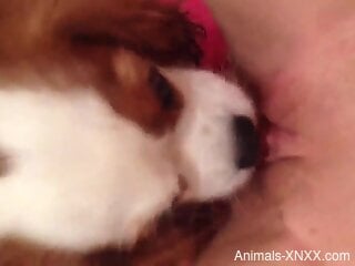 Dog licks woman's shaved pussy in home masturbation