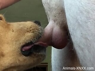 Dog licks man's balls and cock in rough XXX cam scenes