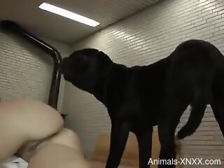 Dog doggy fucks blonde beauty and cums in her ass