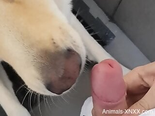 Dog licks owner's cock when he's masturbating