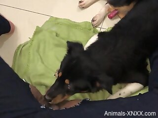 Dog suits horny woman with great zoophilia