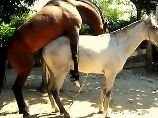 Horse fucking make the horny zoo porn lover to drool