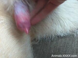 Closeup scenes of a babe getting ready to suck a dog dick