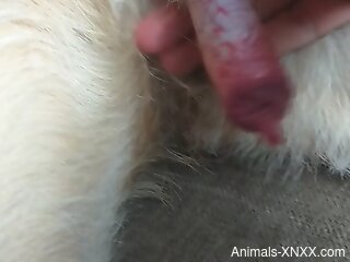 Closeup scenes of a babe getting ready to suck a dog dick