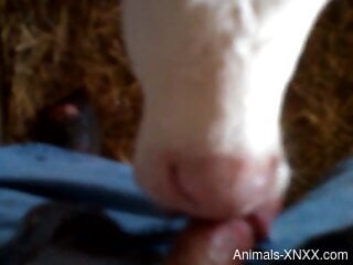 Horny man loves the baby veal licking his dick
