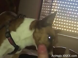 Dog licks owner's cock in home masturbation zoophilia