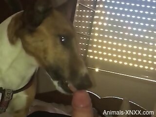 Dog licks owner's cock in home masturbation zoophilia