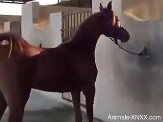 Man drools by the thought of fucking with this stallion