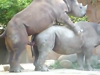 Rhinos fucking make the horny zoo porn guy to drool
