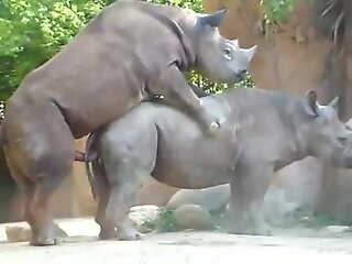 Rhinos fucking make the horny zoo porn guy to drool