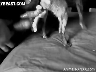 Late-night zoo cam porn between a man and his dog