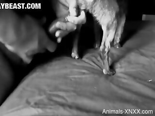 Late-night zoo cam porn between a man and his dog