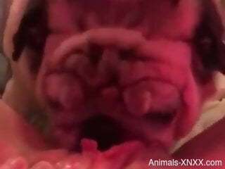 Adorable pet licking a delicious pussy in a POV video