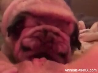 Adorable pet licking a delicious pussy in a POV video