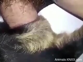 Guy pounding a dog's tight hole in a close-up porn vid