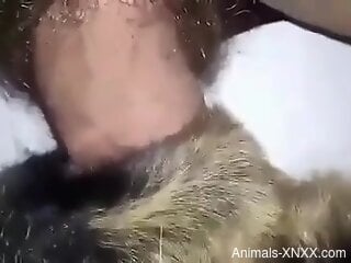 Guy pounding a dog's tight hole in a close-up porn vid