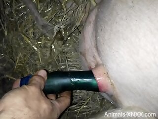 Dude guides a toy deep in this pig's butthole