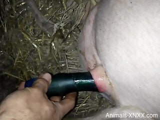 Dude guides a toy deep in this pig's butthole