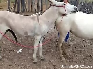 Mare pussy getting fucked by a big-dicked donkey