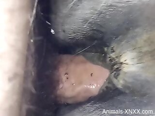 Dude exploring a very moist horse pussy in a porn vid