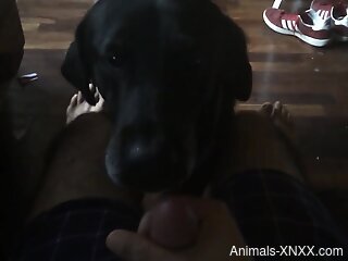 Dude jerking his extra-hard cock in front of a dog