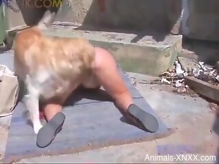 Cunnilingus and doggy style fucking with a kinky dog