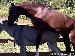 Stallion dominating a white animal's hot pussy