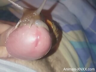 Dude using his snails to pleasure his cock in POV