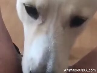 POV pussy eating from a very sexy-looking animal