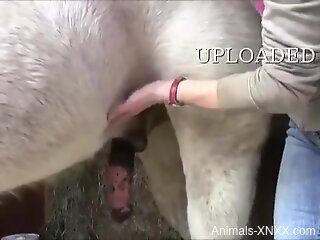 Ginormous horse penis requires some special attention