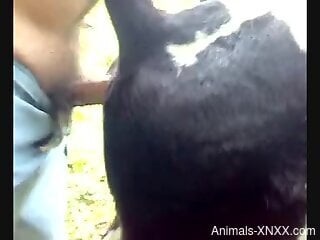 Guy fucking a cow after fucking a cow's sexy throat