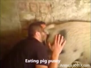 Dude eagerly eating a pig's pussy like a loon