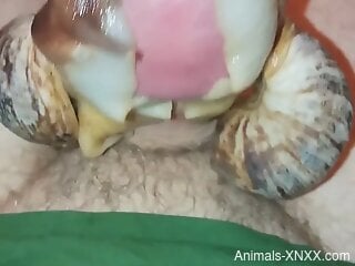 Snails fighting over a guy's cock in a hot POV video